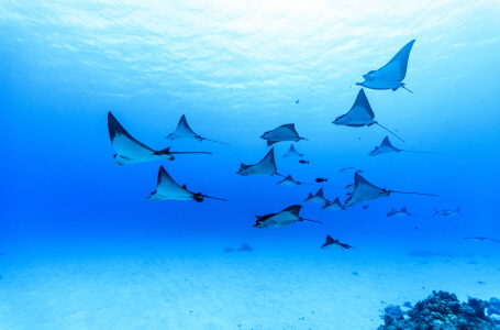 small_DIVE APP THUMBNAMIL 061119.jpg